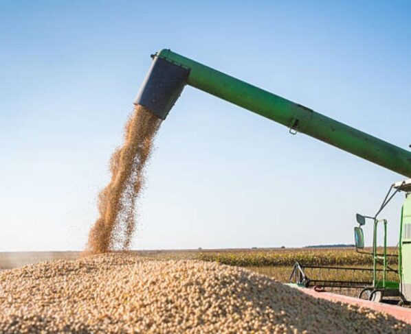 agro soja