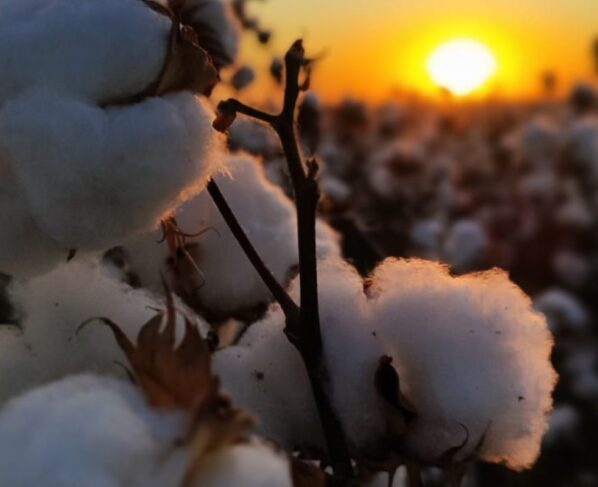 Imagem mostra plantação de algodão em Mato Grosso