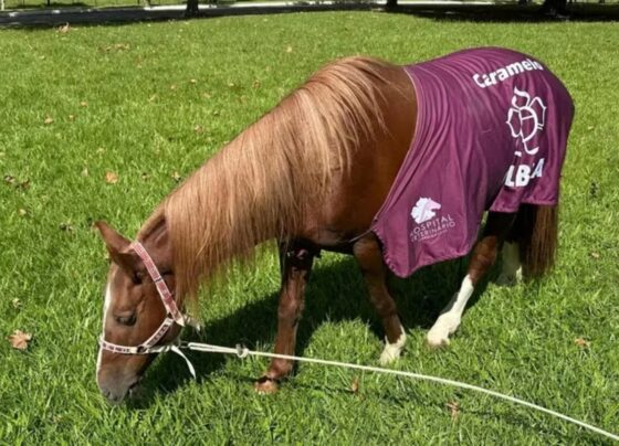 Imagem colorida, Da enchente ao lar: saiba como está o cavalo Caramelo após 1 ano - Metrópoles
