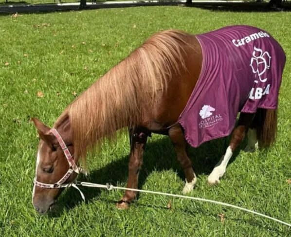 Imagem colorida, Da enchente ao lar: saiba como está o cavalo Caramelo após 1 ano - Metrópoles
