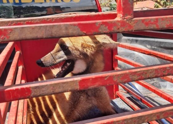 Imagem colorida, Vídeo: lobo-guará invade restaurante, mata galinhas e é capturado - Metrópoles