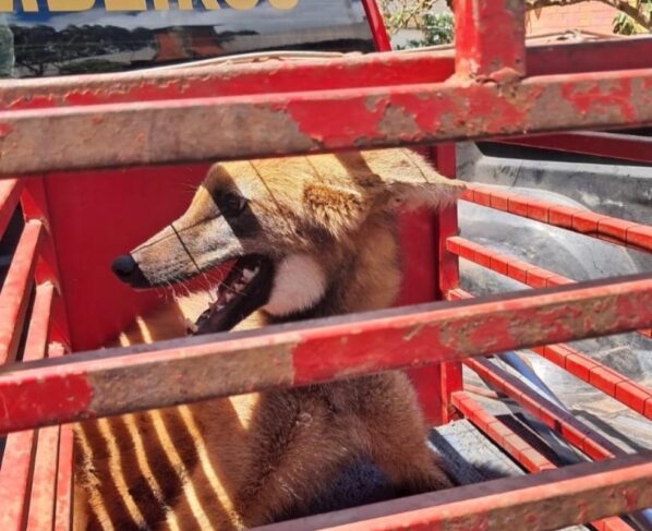 Imagem colorida, Vídeo: lobo-guará invade restaurante, mata galinhas e é capturado - Metrópoles