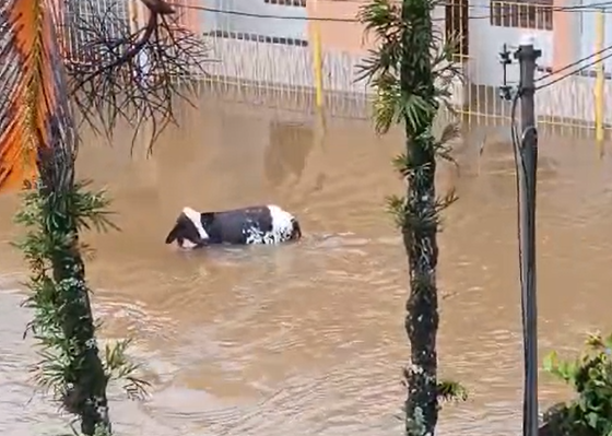 CNN Brasil