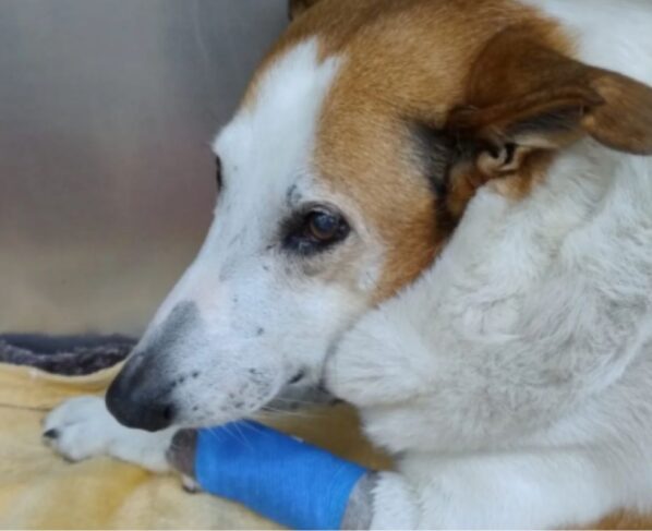 Foto colorida do Cão Silveira com a pata enfaixada - Metrópoles